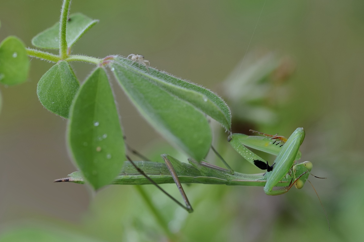 Mantide Religiosa